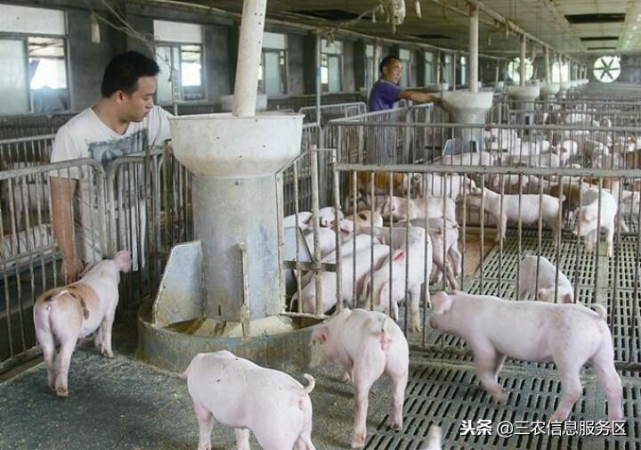 今日豬價(jià)最新動(dòng)態(tài)，洞悉市場(chǎng)走勢(shì)，掌握價(jià)格行情