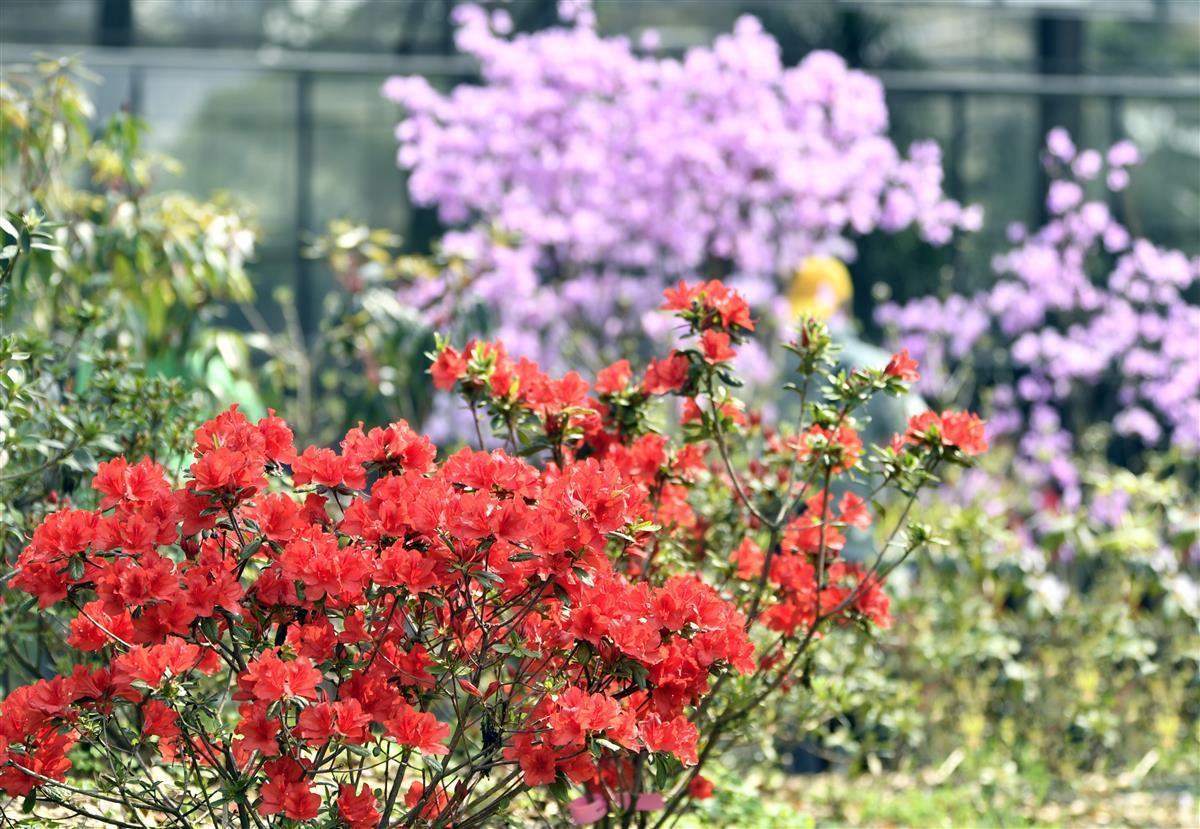 櫻花校園模擬器皇冠，虛擬世界新篇章探索